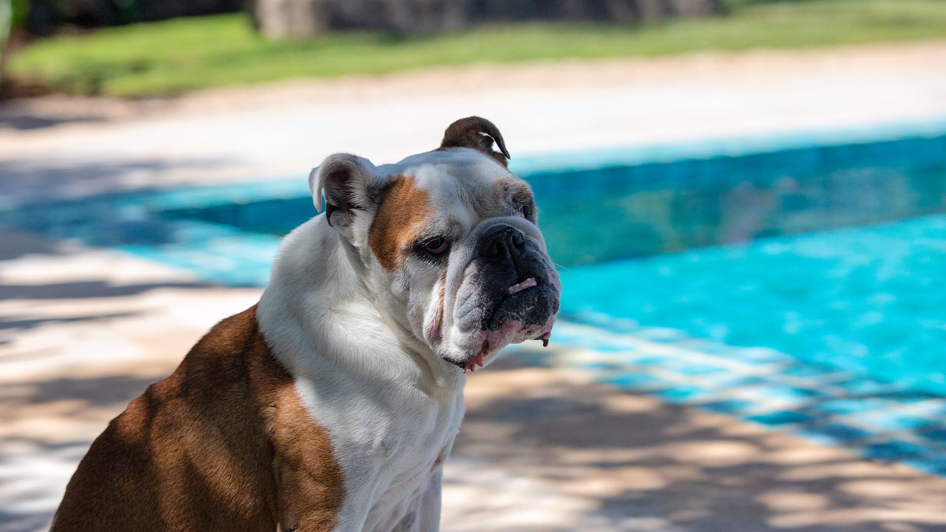 jutta-07-23--0017-my-english-bulldog-and-she-cant-swimm